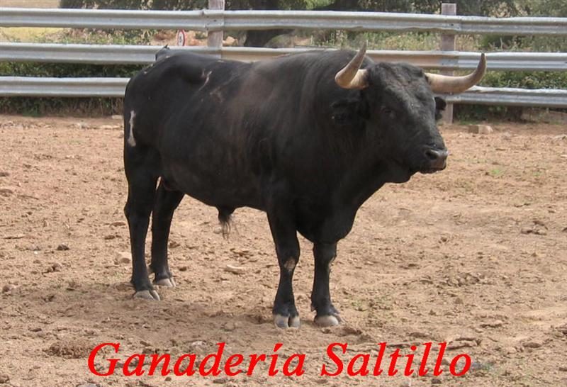 garrovillas520 saltillo medium