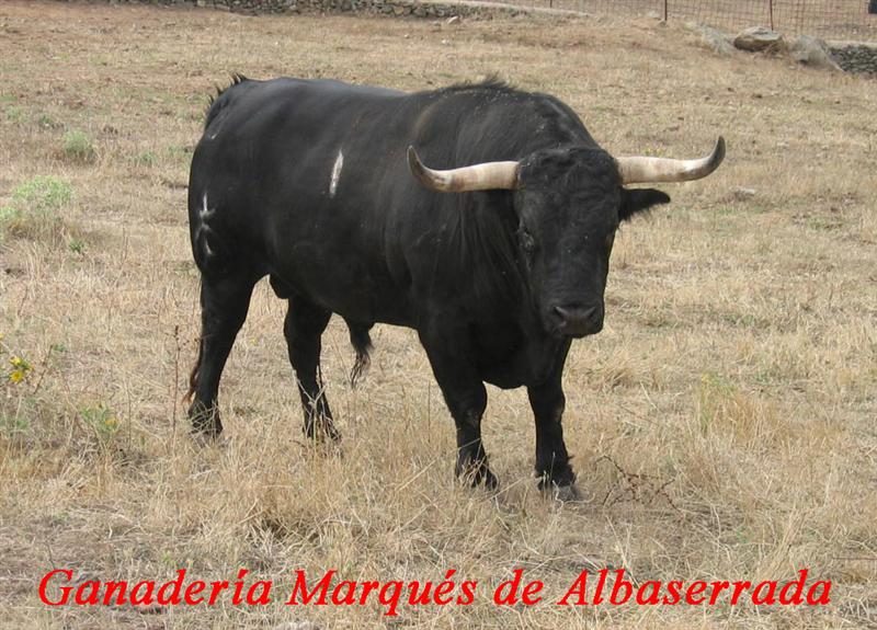 garrovillas6 1  maquesdealbaserradabis medium