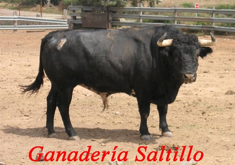 garrovillas92 saltillo medium