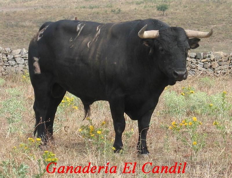 garrovillas992 elcandil medium