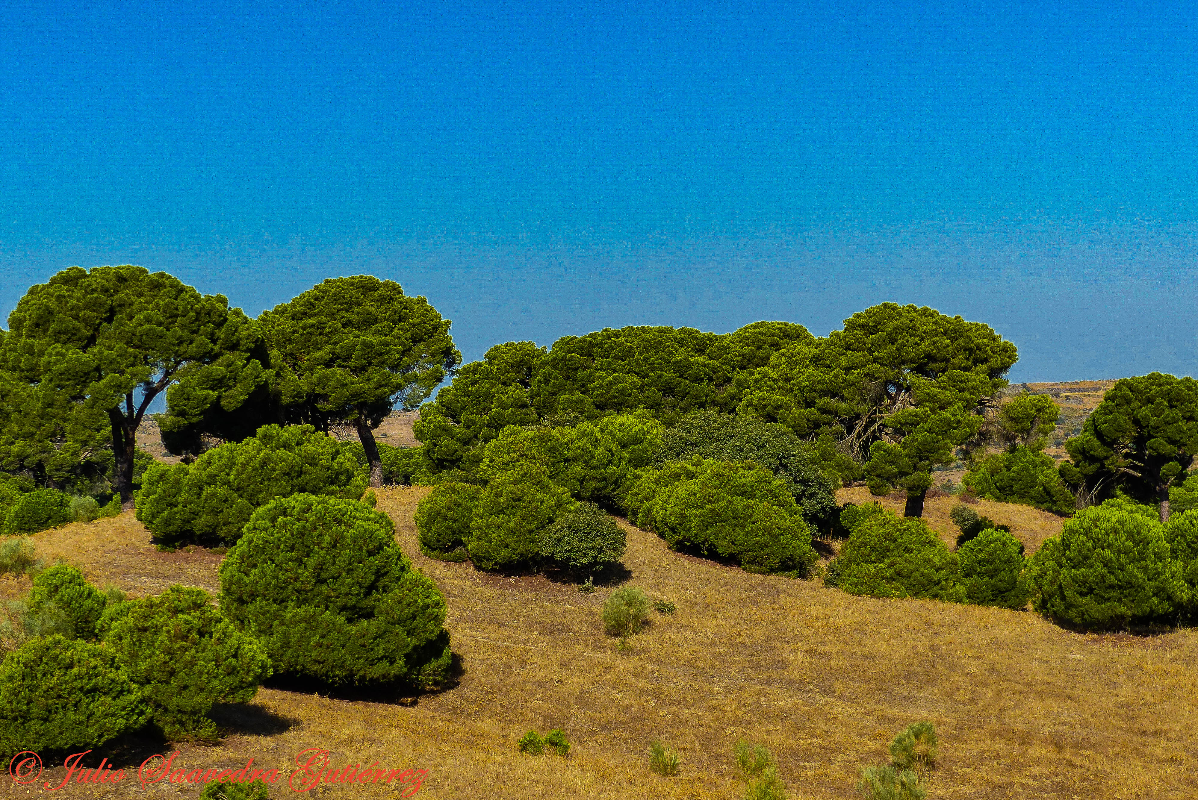 Dos rebaños de cabras