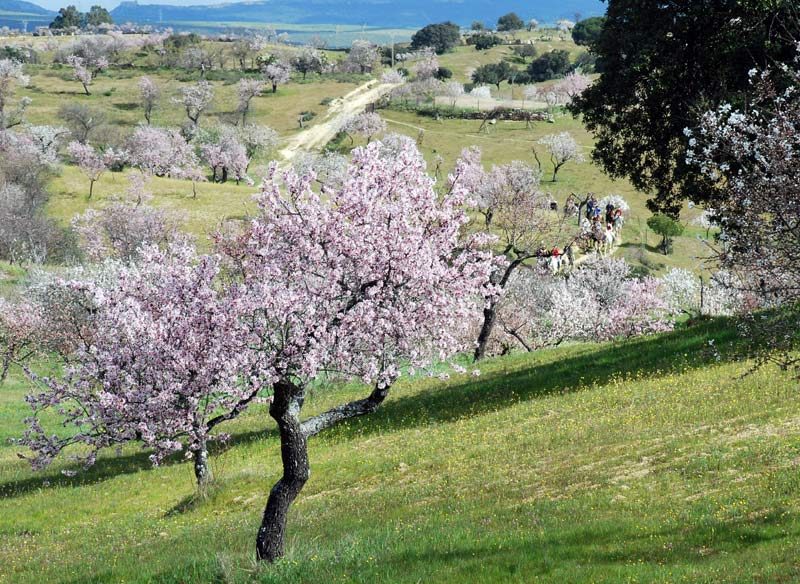 Premios de narrativa del Almendro en flor.