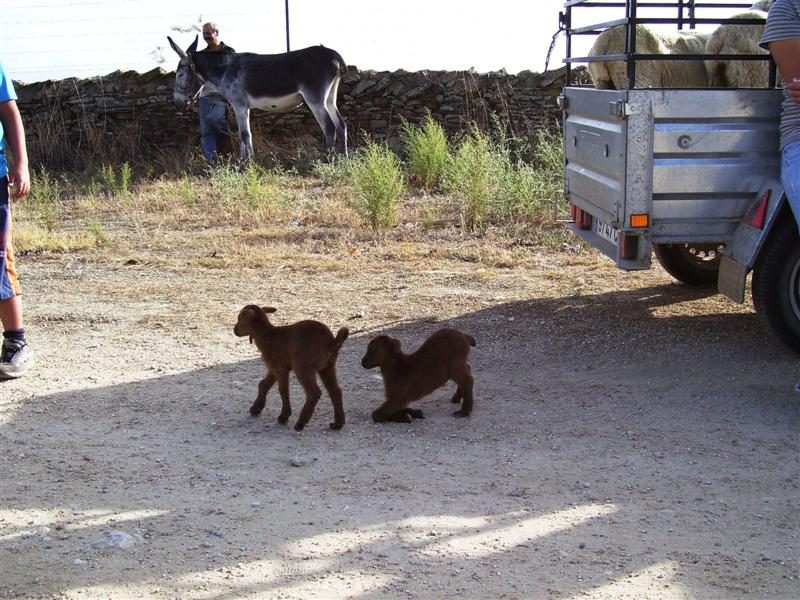 El Rodeo de San Mateo