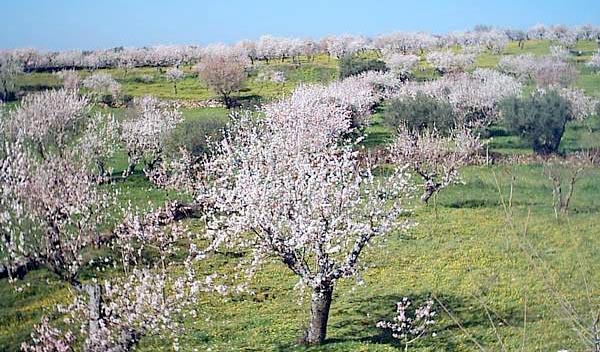 La fiesta se vive en Garrovillas con San Blas y el Almendro en Flor