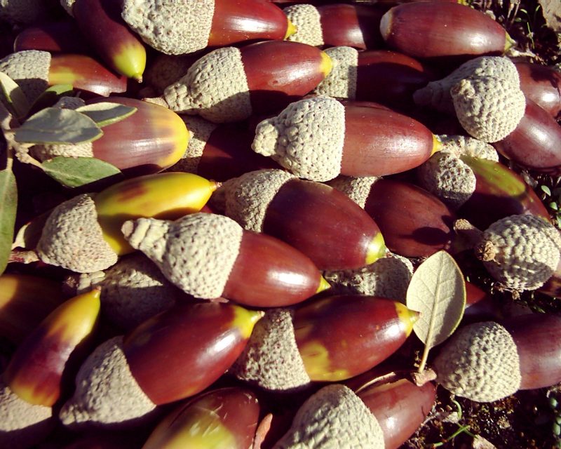 Especial dia del Calvoti