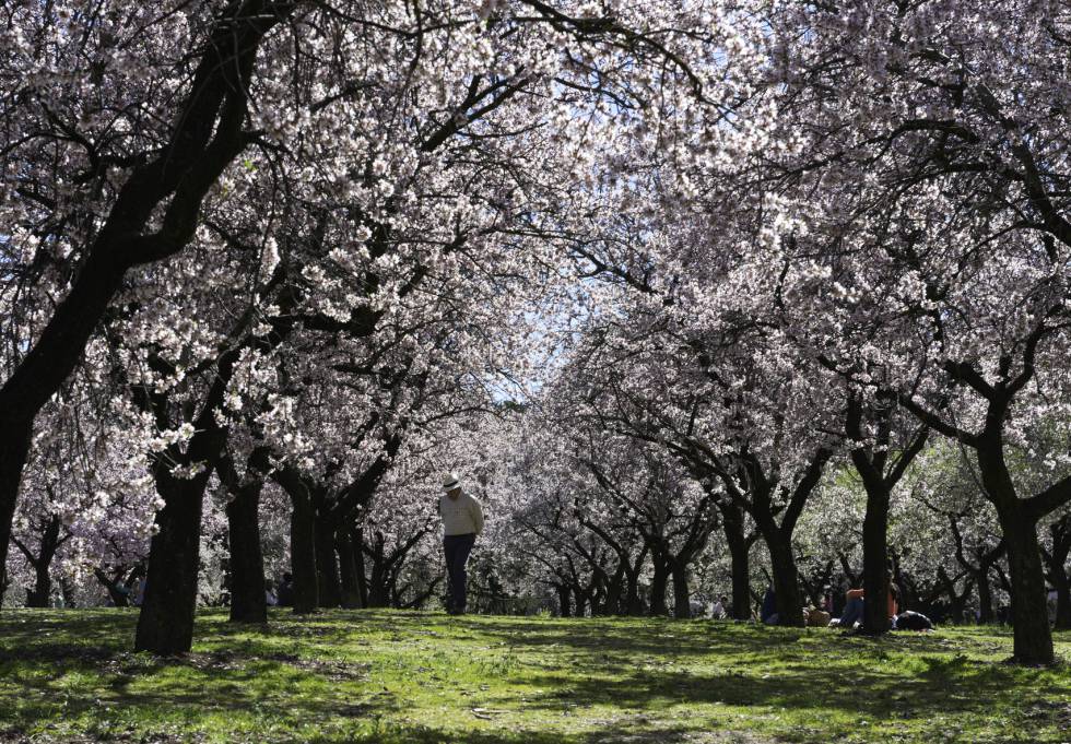 Los 10 mejores lugares para ver los almendros en flor en España