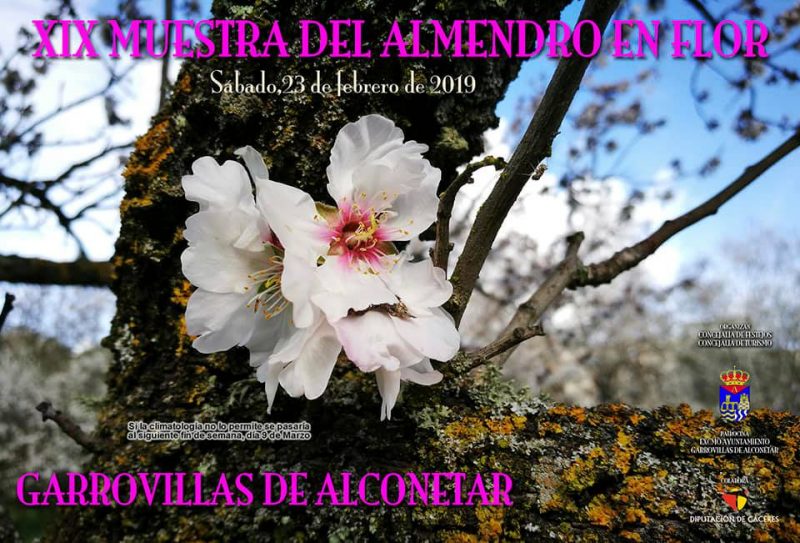 Almendro en flor 2019