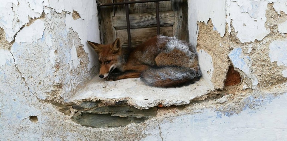 «Oye Luis, ven que hay una zorra en la ventana»