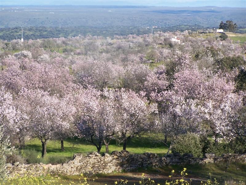 X Muestra del Almendro en Flor