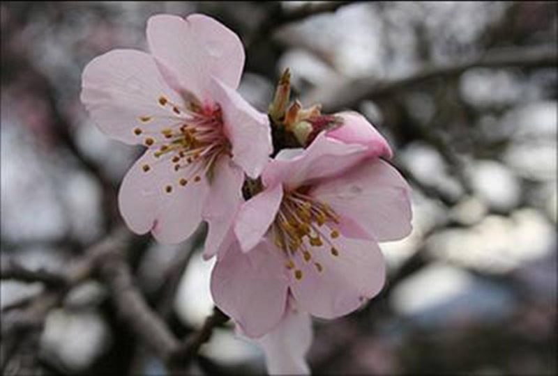 Premios Fotografía y Narrativa “Almendro en Flor “