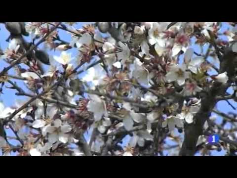 Video TVE1 Almendro en Flor
