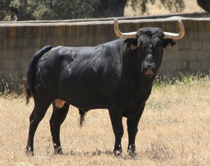 FESTEJOS TAURINOS 2013: SAN ROQUE