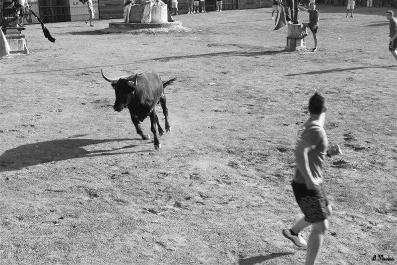 toros y vaquillas miercoles 14