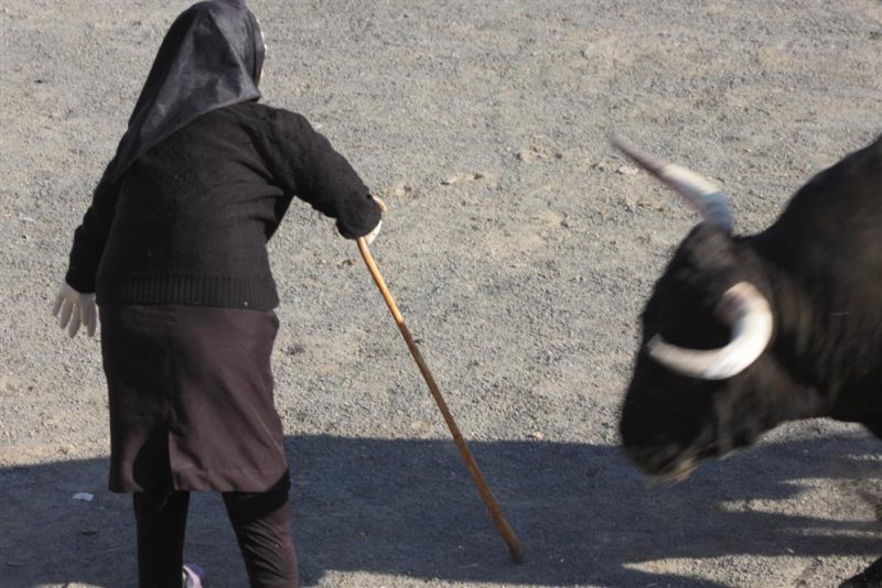 Vaquillas y toros del sábado día 17