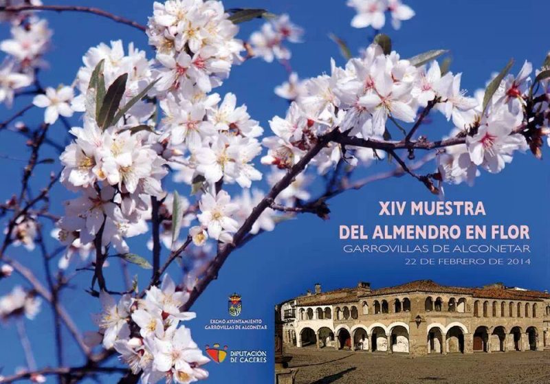Almendro en flor 2014