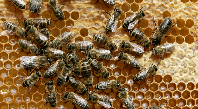 Detenida una persona como presunta autora de siete hurtos de colmenas en explotaciones en Salamanca y Cáceres