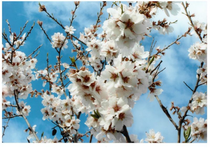 Fotografías de los concursantes Almendro en Flor 2014