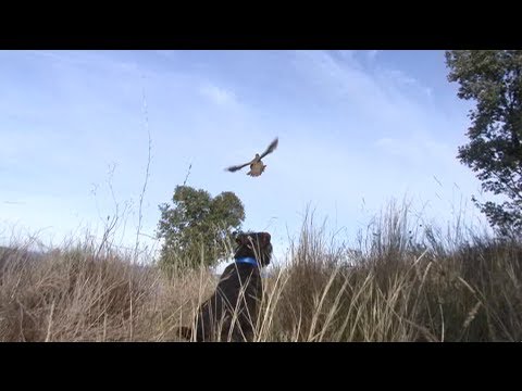 CAZADORES de LANCES (Sumario Programa 52)