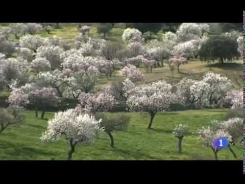 2015 El almendro en flor en TVE Extremadura