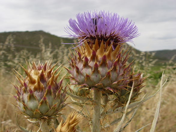 Ofertan 15 plazas para la escuela profesional sobre el cardo 'cynara cardunculus'