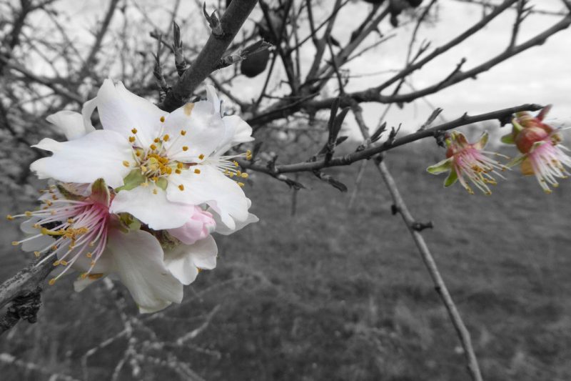 Mi visión sobre la fiesta del «almendro en flor»