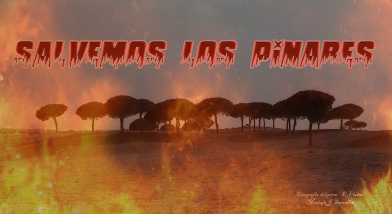 SALVEMOS LOS PINARES II