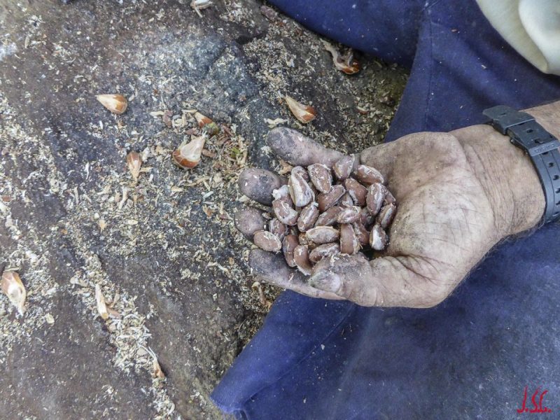 Mi pueblo y su gente: Los piñoneros