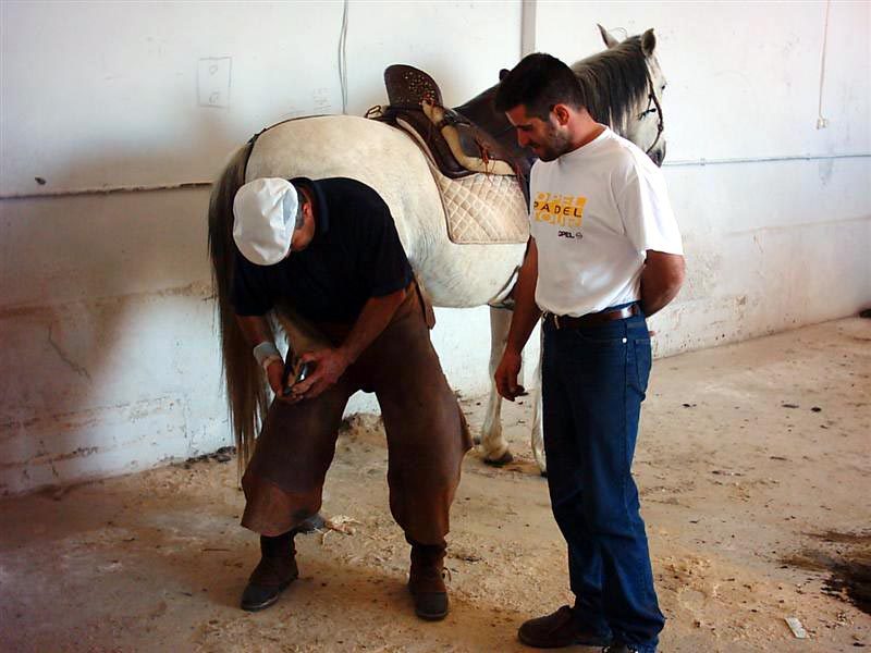 Primeros Auxilios del Caballo