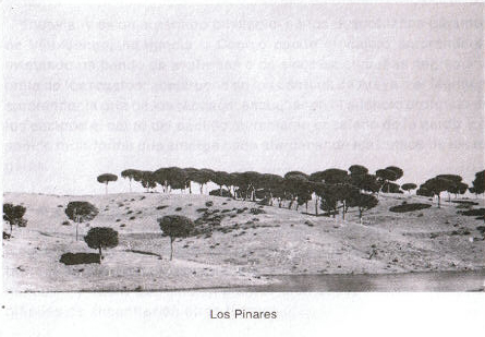 La fiesta del almendro en flor 2004